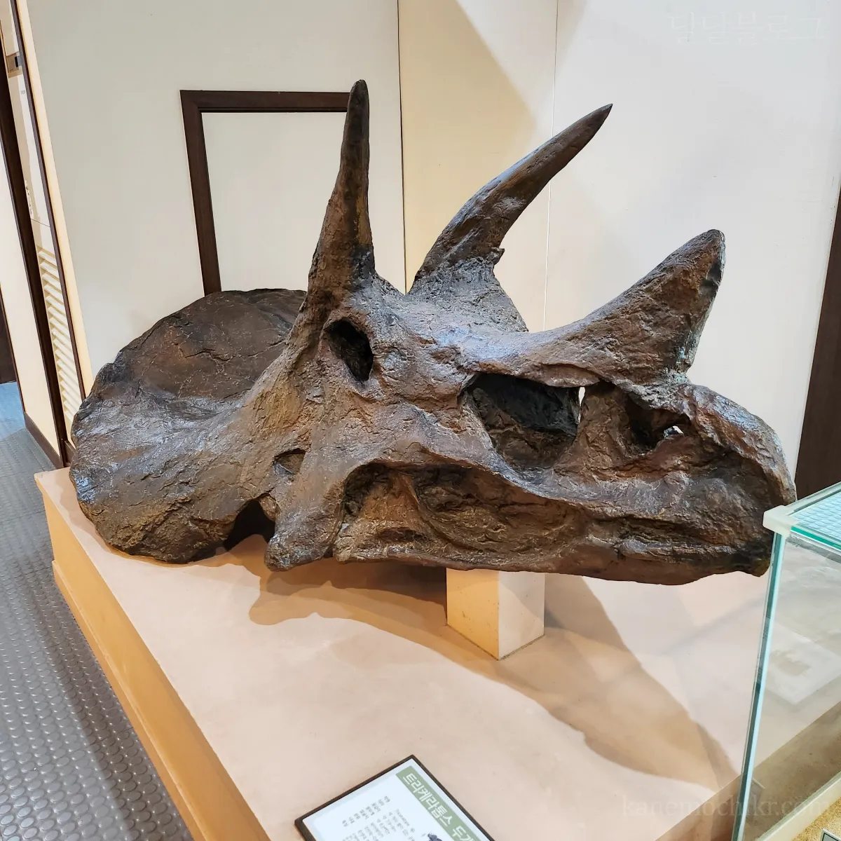 덕소-자연사박물관-내부