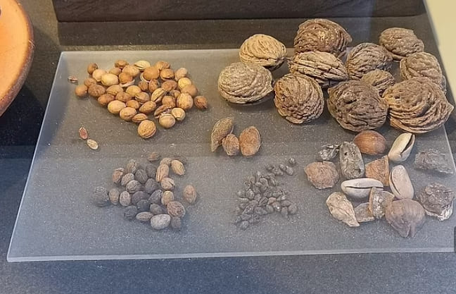 로마 검투사들이 죽을 때 관중들이 먹었던 것들 VIDEO: Archaeologists explore the drainage system under the Colosseum