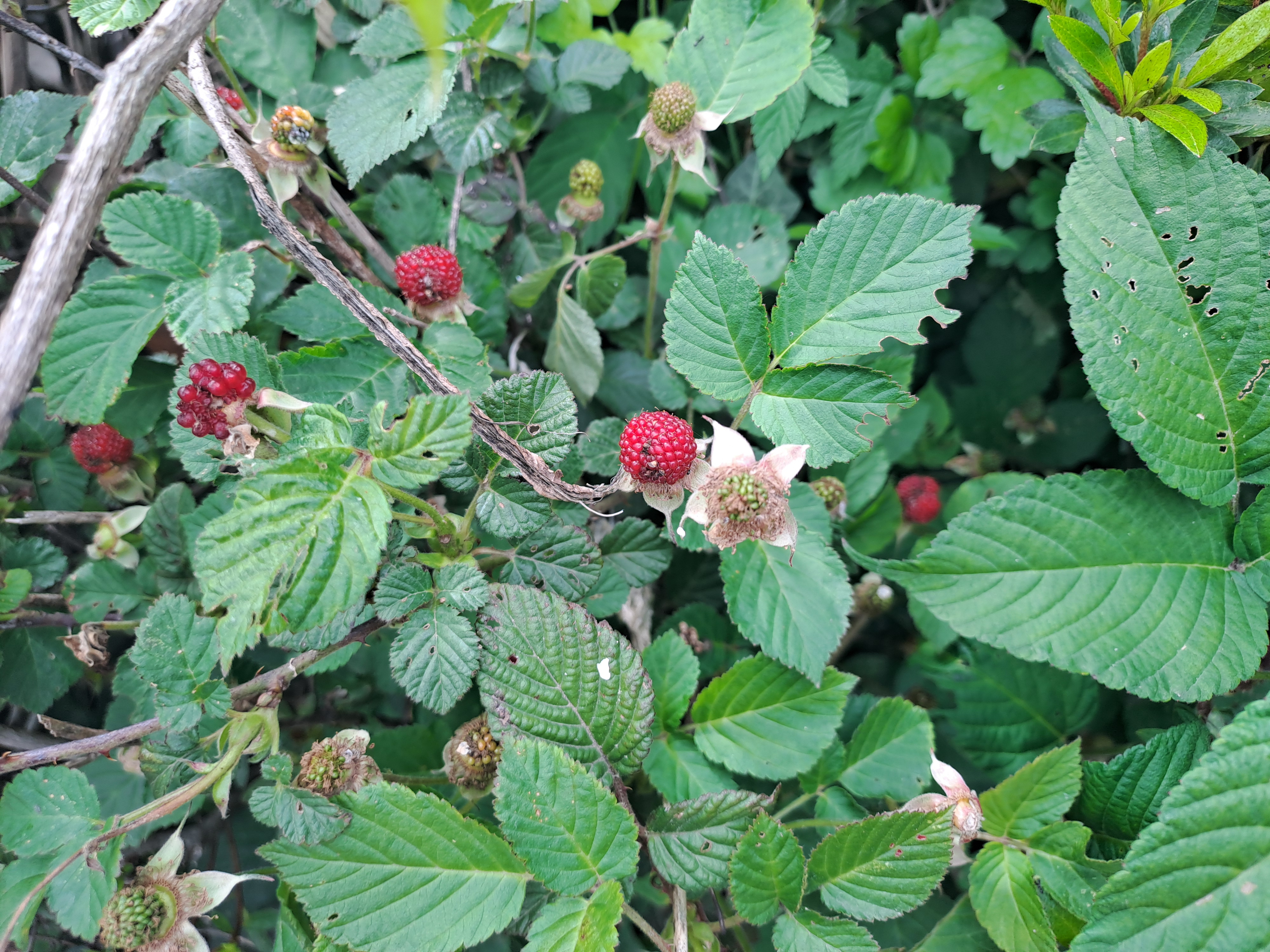 제주도 줄딸기