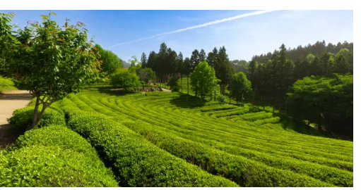 보성 다청년 프로그램 안내