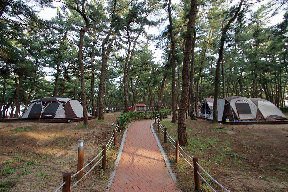 솔향기캠핑장

주소 강원 강릉시 연곡면 해안로 1282-10