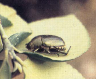 애청동풍뎅이(애초록풍뎅이)