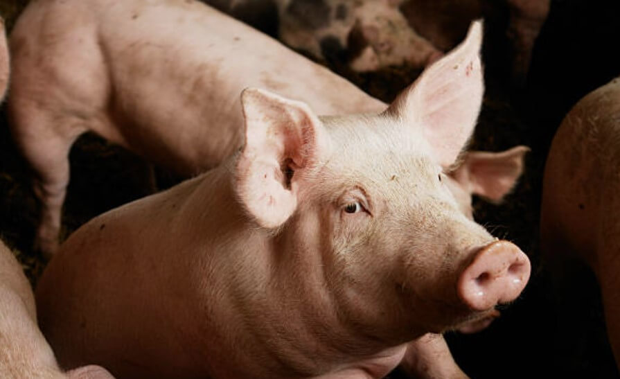 돼지에게물리는꿈