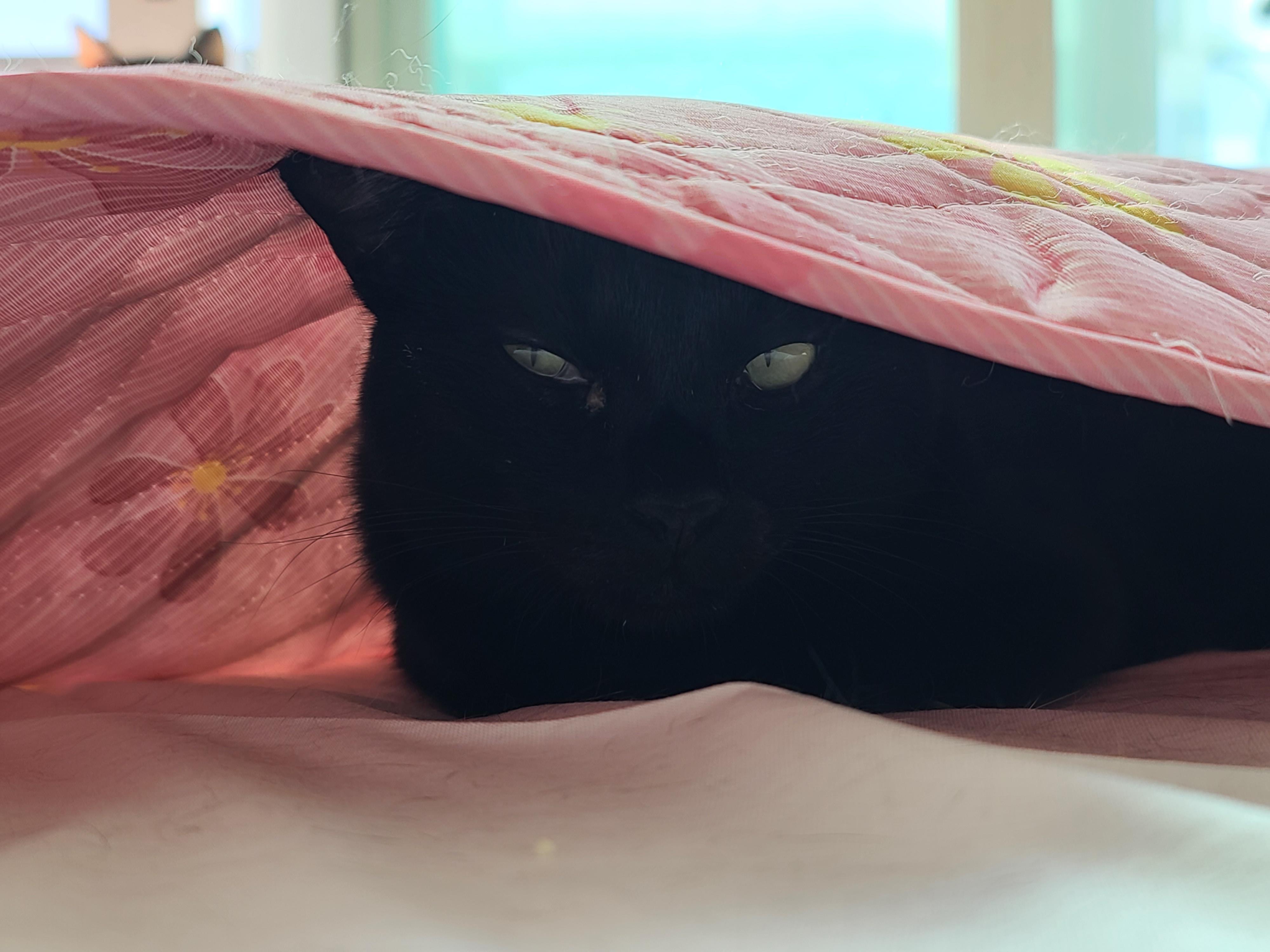 평안한 일요일 아침 아홉냥이들. 고양이를 불러모으는 전기장판.