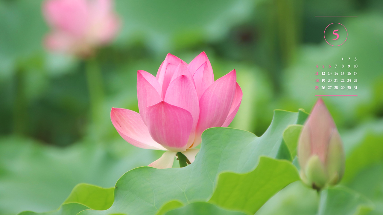 05 홍련 클로즈업 A - 2025년5월 노트북배경화면