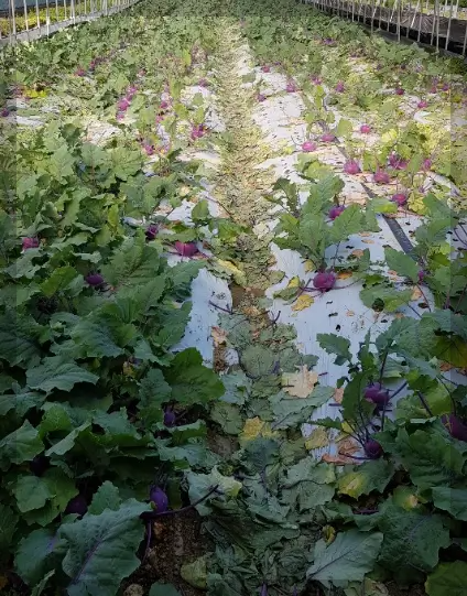 콜라비 재배방법