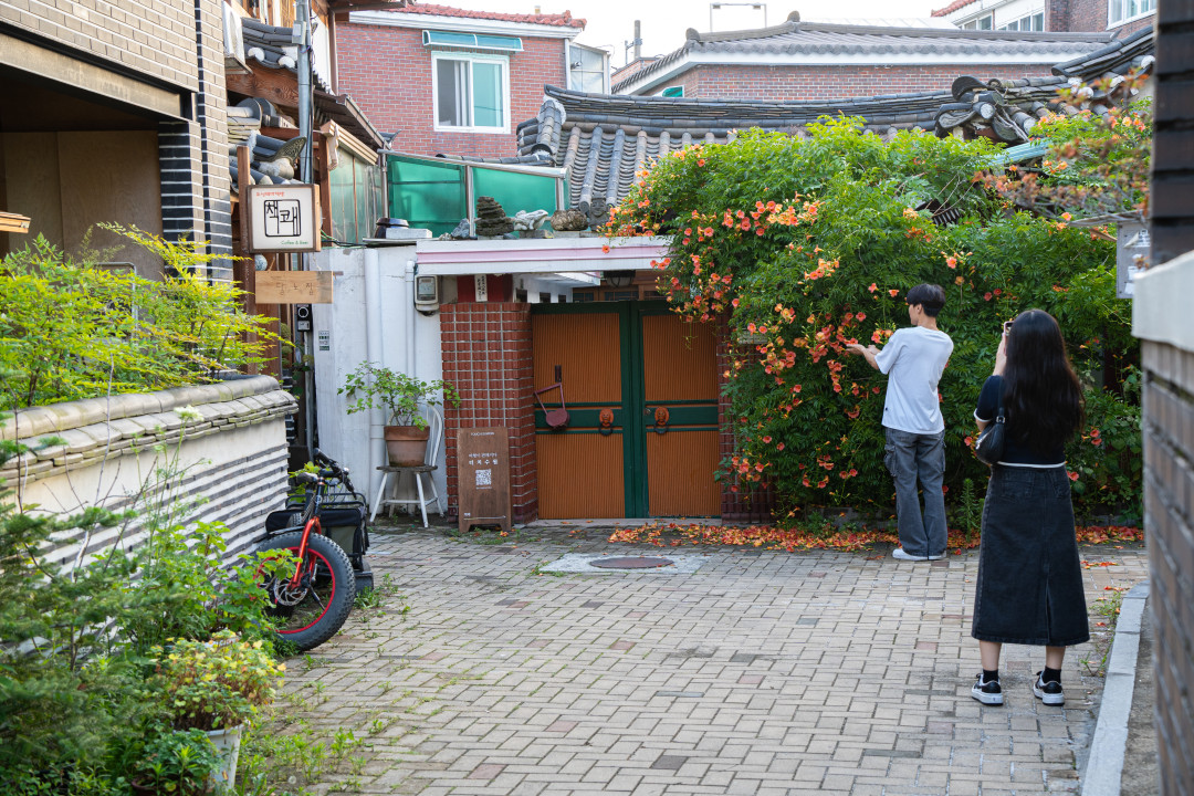 행궁동 능소화