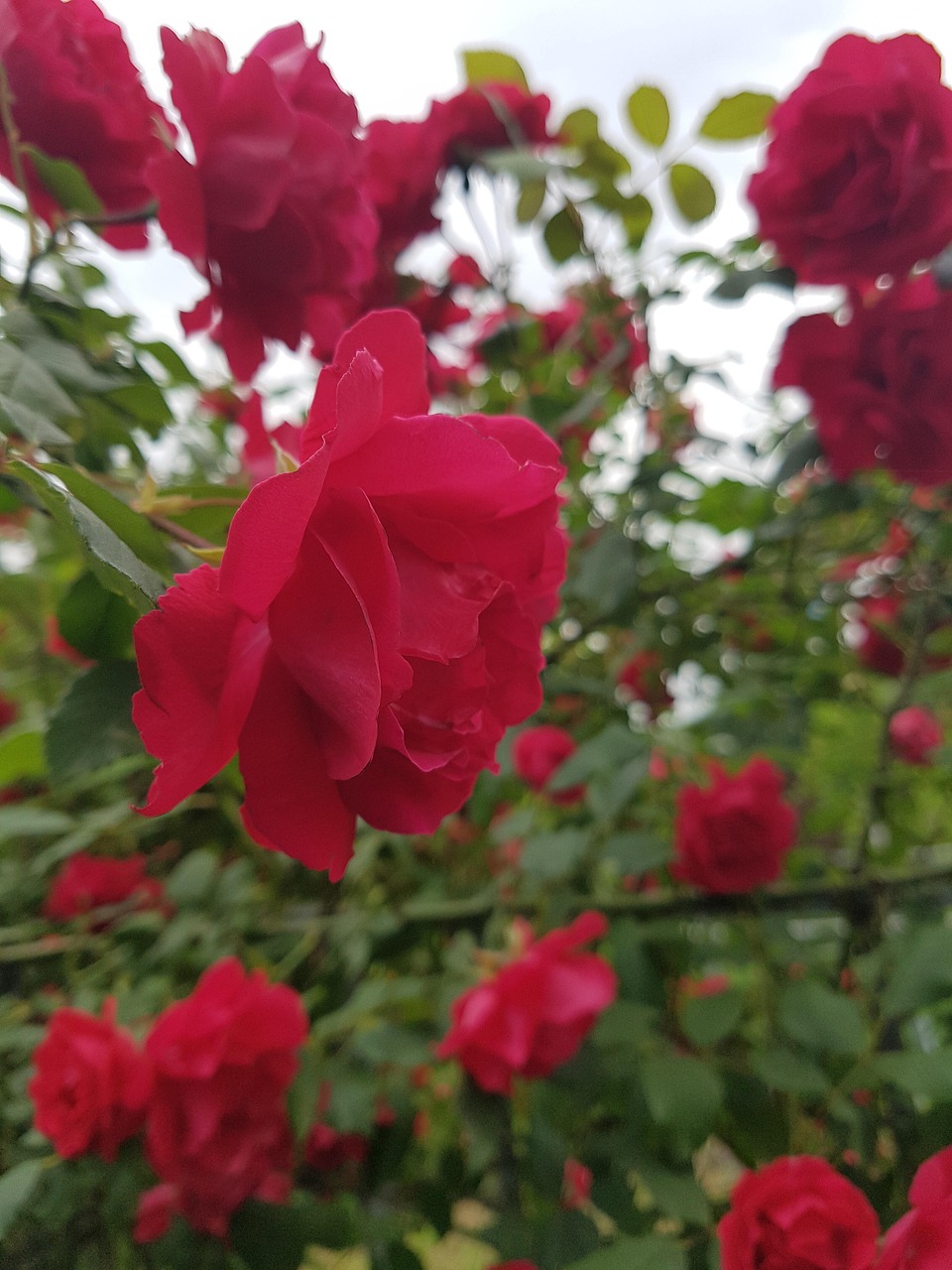 한 평생