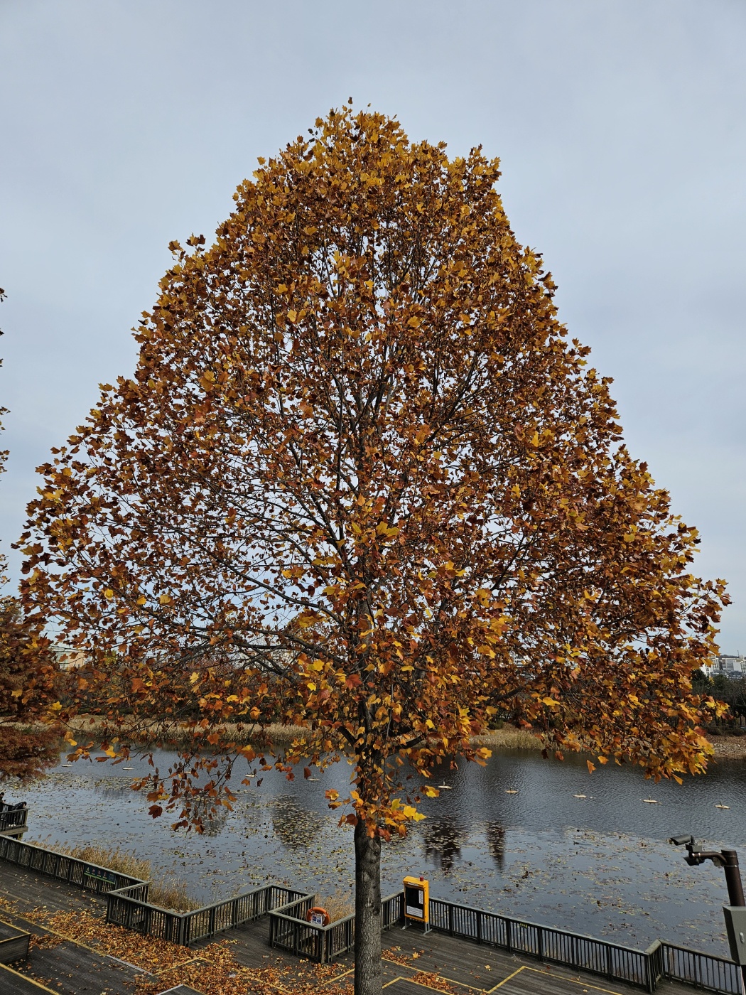 서서울공원 가을 나무