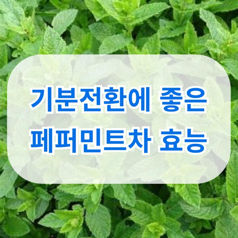 페퍼민트차 효능