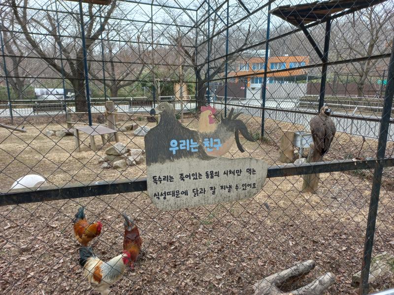 전주동물원 독수리와 닭