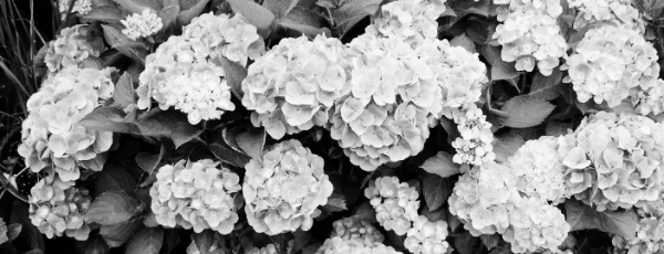 수국 키우는 법, 수국 키우기 방법