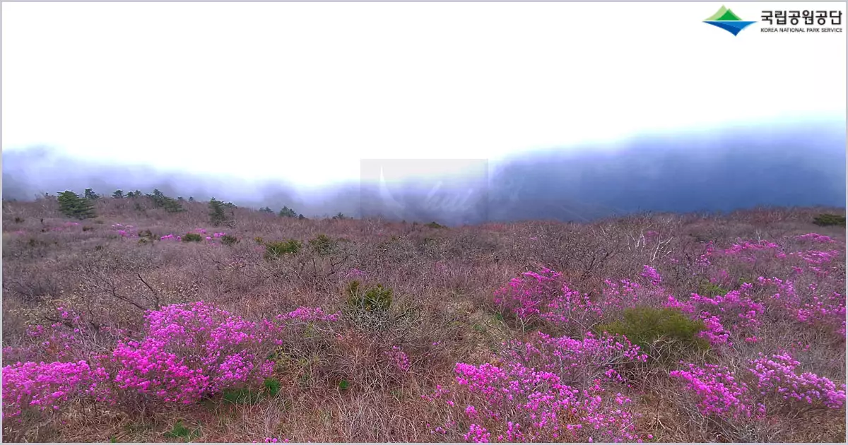 덕유산 철쭉