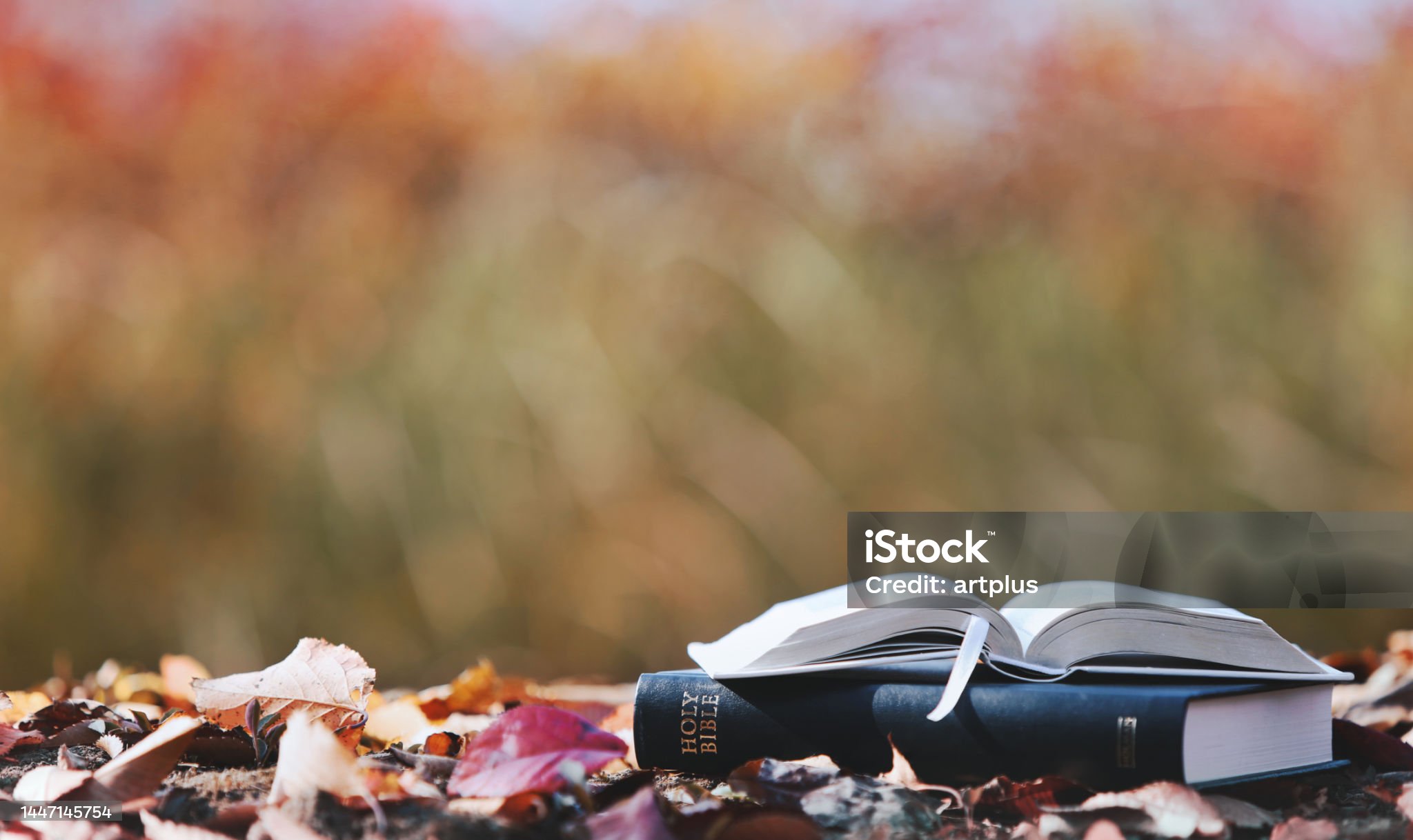 마인드풀니스의 정의