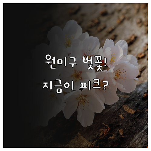 2026년 부천 원미구 벚꽃 개화 현..