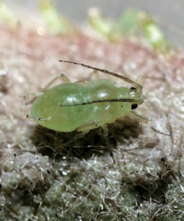 복숭아혹진딧물 약충