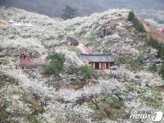 매화축제