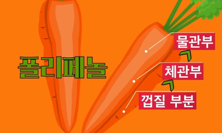 당근-폴리페놀