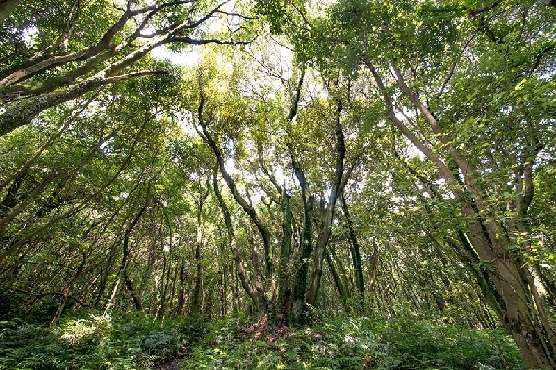 제주 곶자왈 숲속 사진이다.
