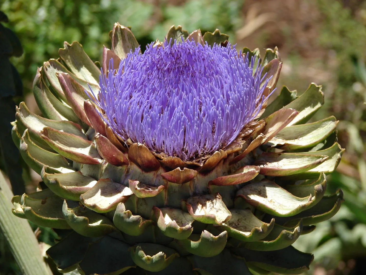 개화하면-화려하나-식용으로써의-가치는-떨어진다.