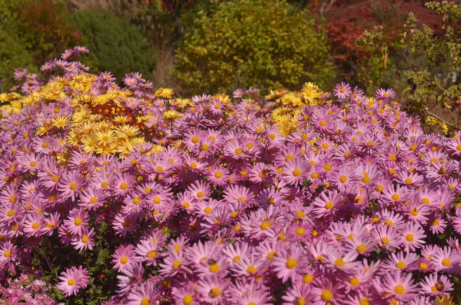 A colorful display of pink and yellow chrysanthemums in a South Korean garden.