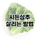 깻잎 효능 12가지와 부작용 및 하루 권장량 보관법 고르는 법