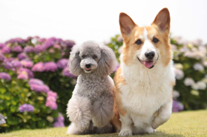 두마리의 강아지