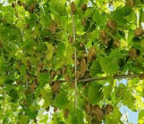 하늘마 먹는법 효능 부작용