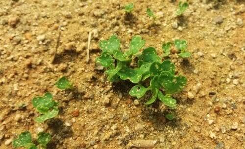 열무재배-품종-종류-선택