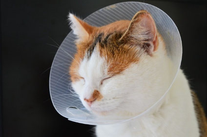 고양이와 엘리자베스 칼라.