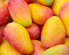 개가 망고를 먹어도 괜찮을까?