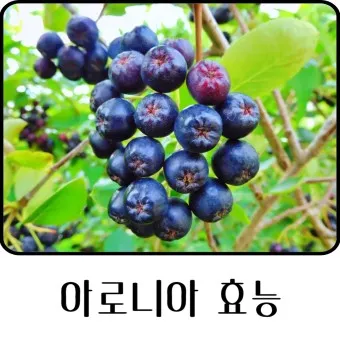 아로니아 효능 칼로리 권장섭취량_18