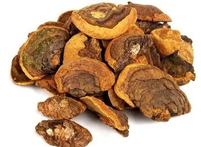 상황버섯 효능 부작용