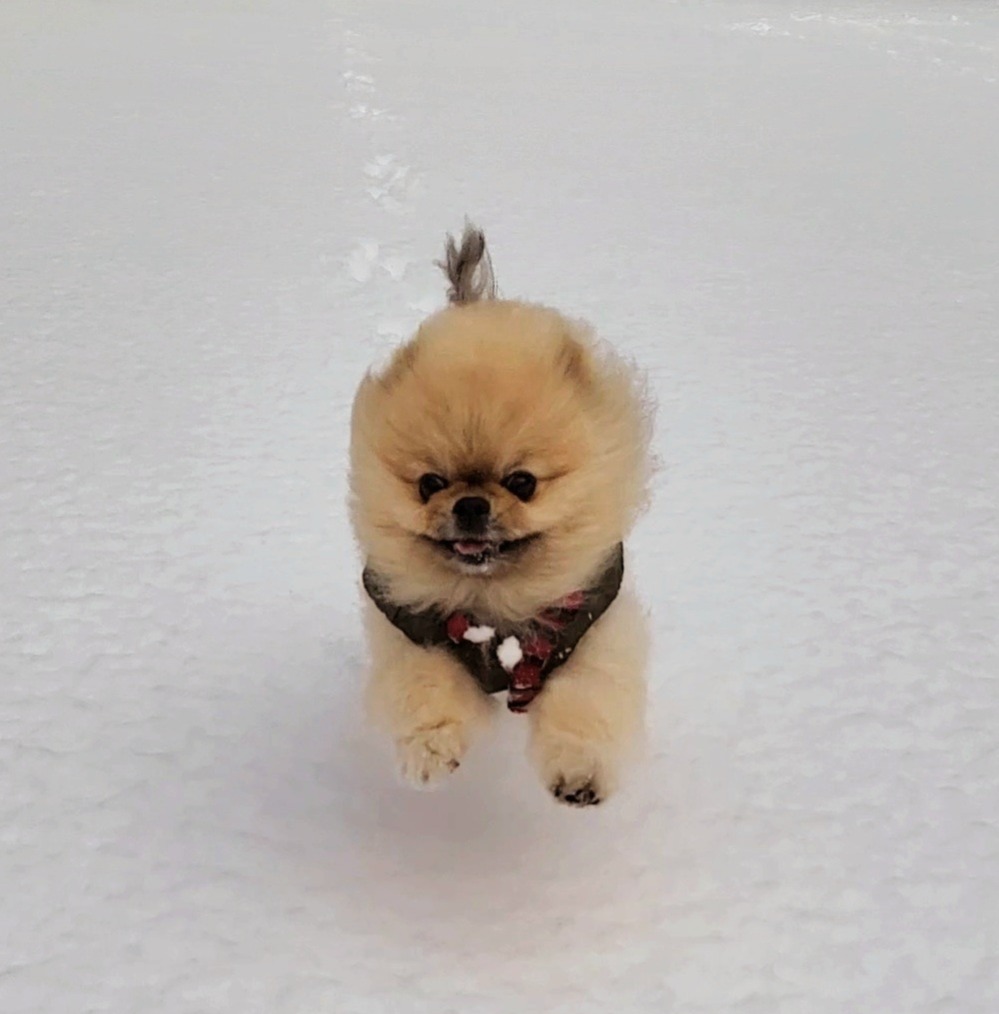 강아지가 눈밭에서 꼬리를 들고 신나게 뛰어오고 있다.