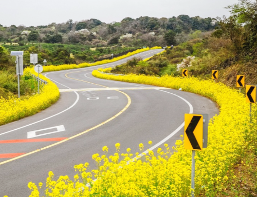 제주 유채꽃 길 드라이브