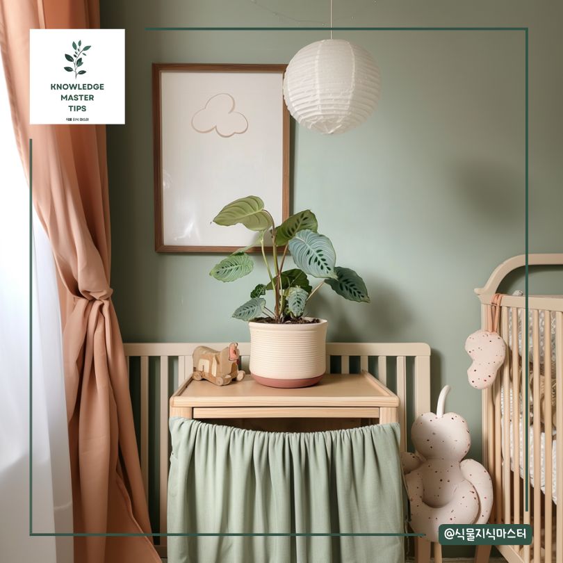 아기방 식물, 마란타