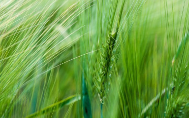2025 양평 밀축제