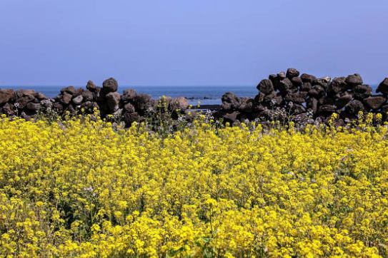 제주 유채꽃 시기