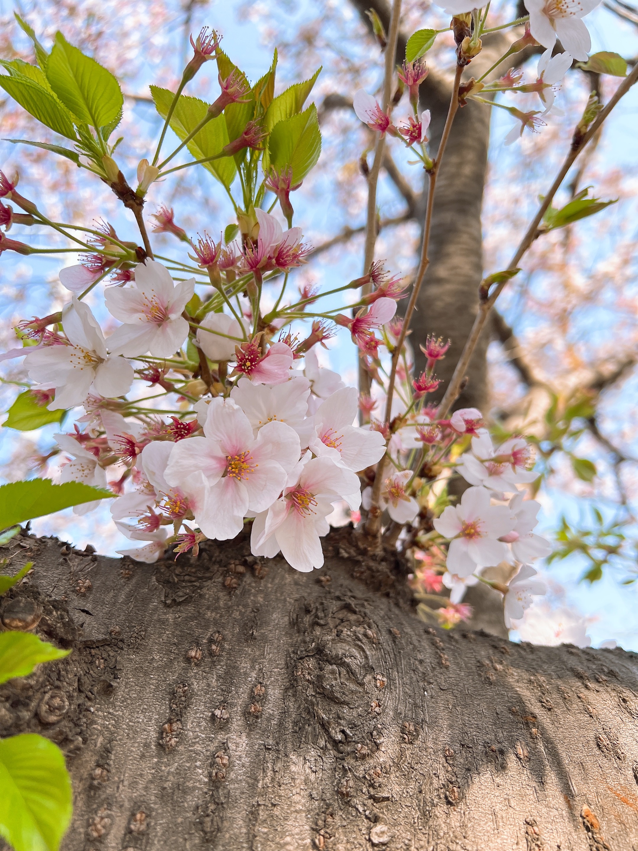 벚꽃나무-벚꽃사진-봄