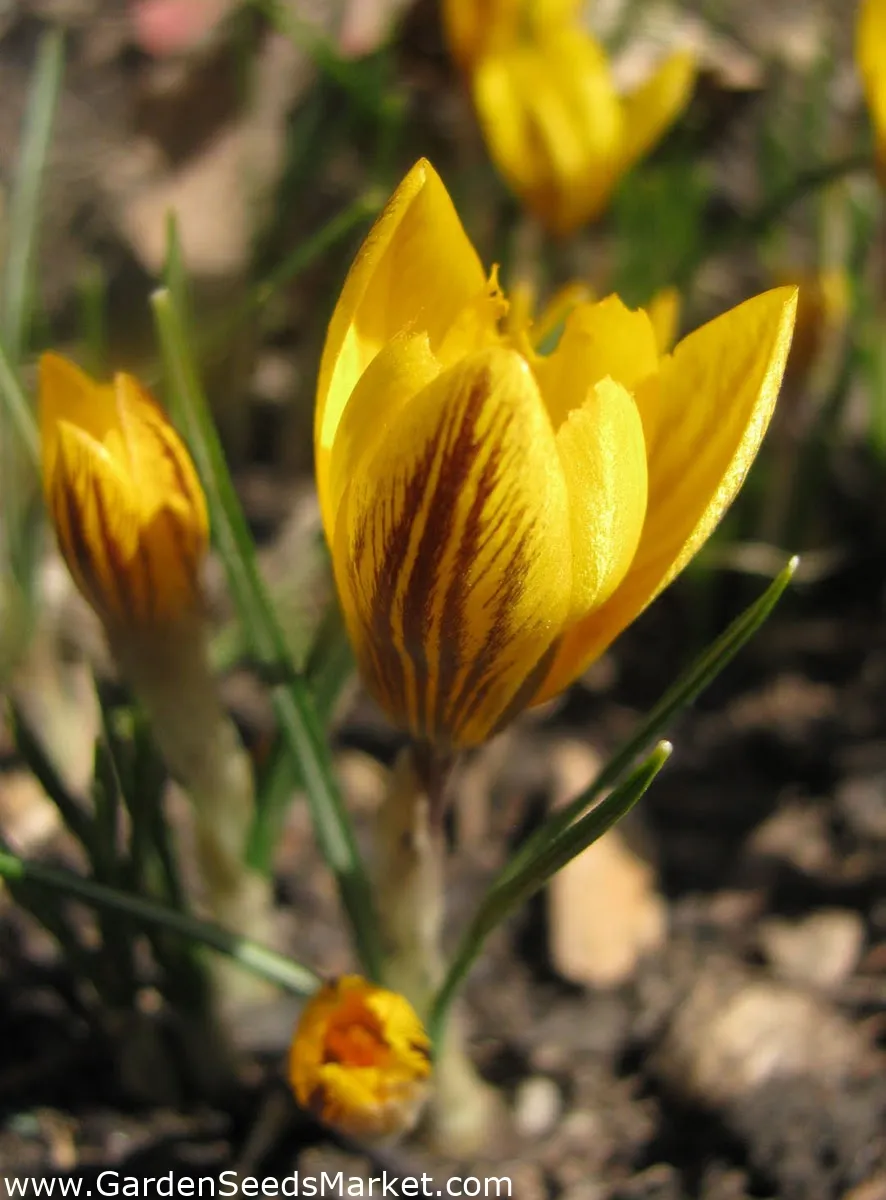 크로커스 꽃 키우기 구근 심기 꽃말 월동 똥손도 잘키우는 팁_8