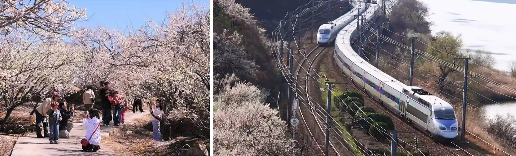 원동 매화축제 사진