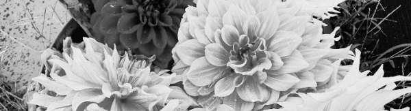 다알리아 꽃말: 우아