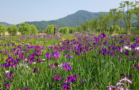 [5월 축제]창포원❘2025 거창에 온 봄 축제, 아리미아꽃축제,거창한 산양삼 축제