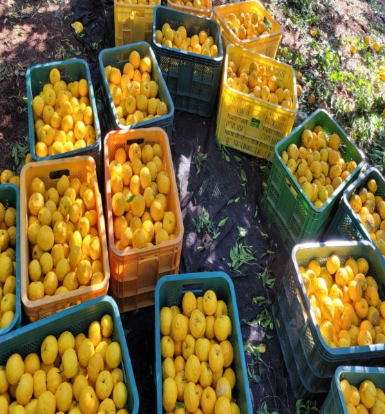 김재영고흥유자