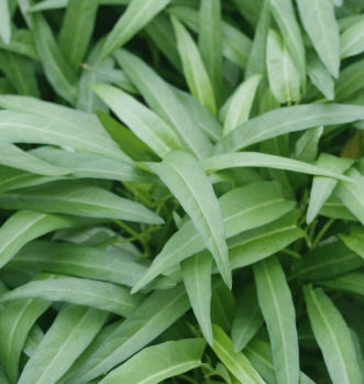 공심채 효능 부작용 고르는법 칼로리 다연채 모닝글로리