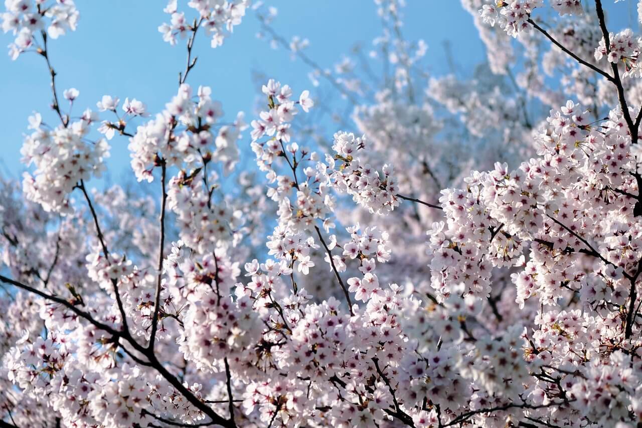 벚꽃-사진