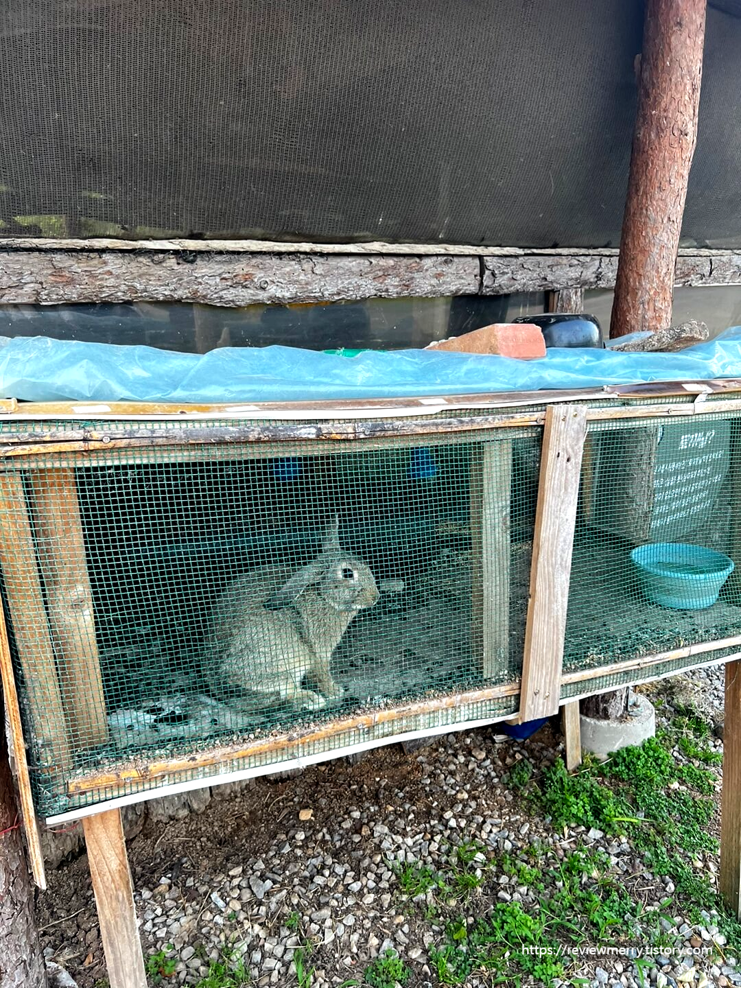 토끼