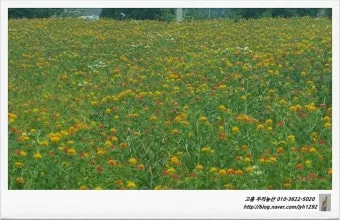 홍화 재배 건조 기후 적합 파종 요령 채종 관리_10