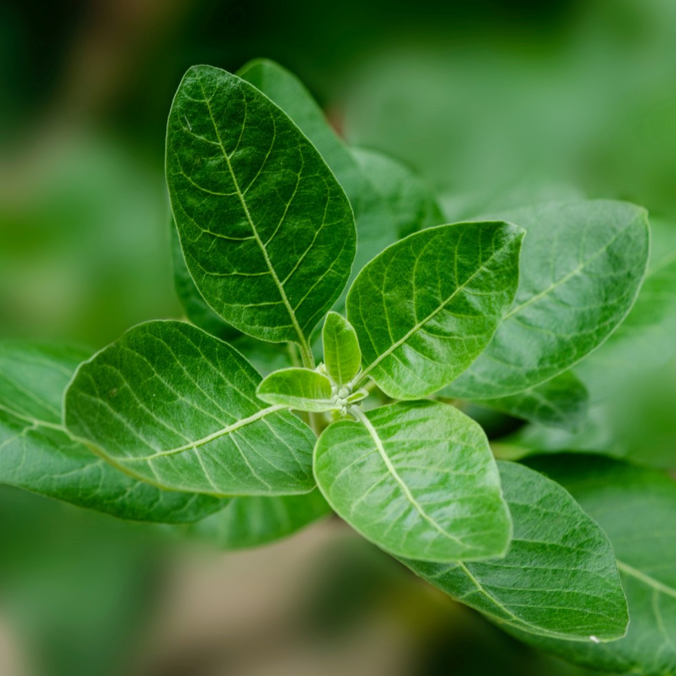 아슈와간다(Ashwagandha) 잎사귀 사진