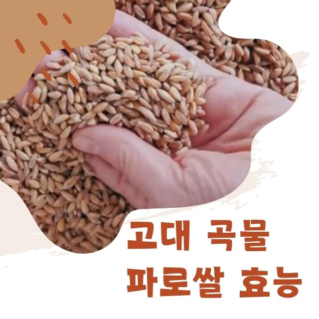 파로 곡물